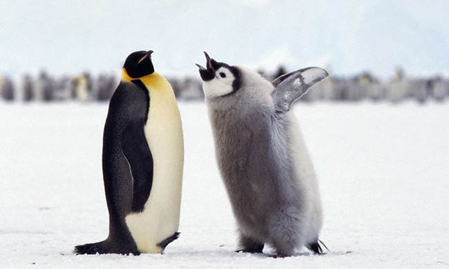 Aunque se parece a Vicente haciéndose el pingüino, es un pingüinito de la Antártida de verdad pidiéndole a la madre que lo alimente. 