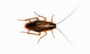 La cucaracha
