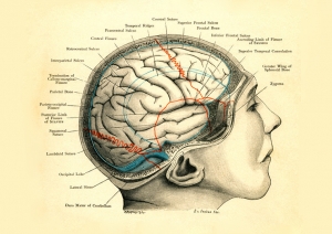 Convolutions of the Brain and Sutures of the Skull in the Human Male, Fritz Frohse, 1906.